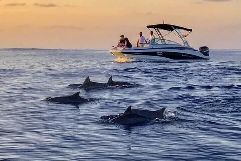 Sunset Dolphin Cruise Maldives